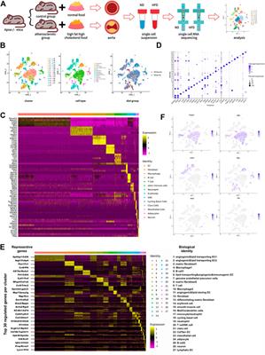 Diversity of arterial cell and phenotypic heterogeneity induced by high-fat and high-cholesterol diet